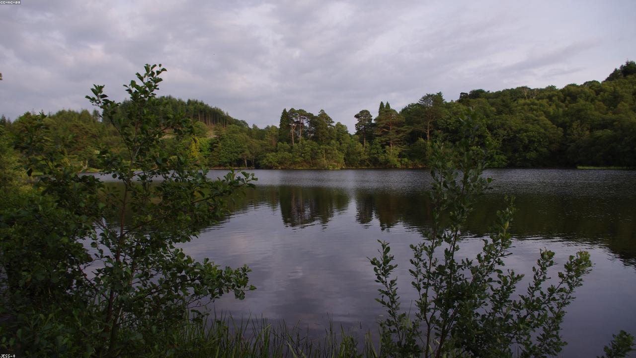 Still waters of Llyn Mair reflecting ancient oak woodland in the Vale of Ffestiniog