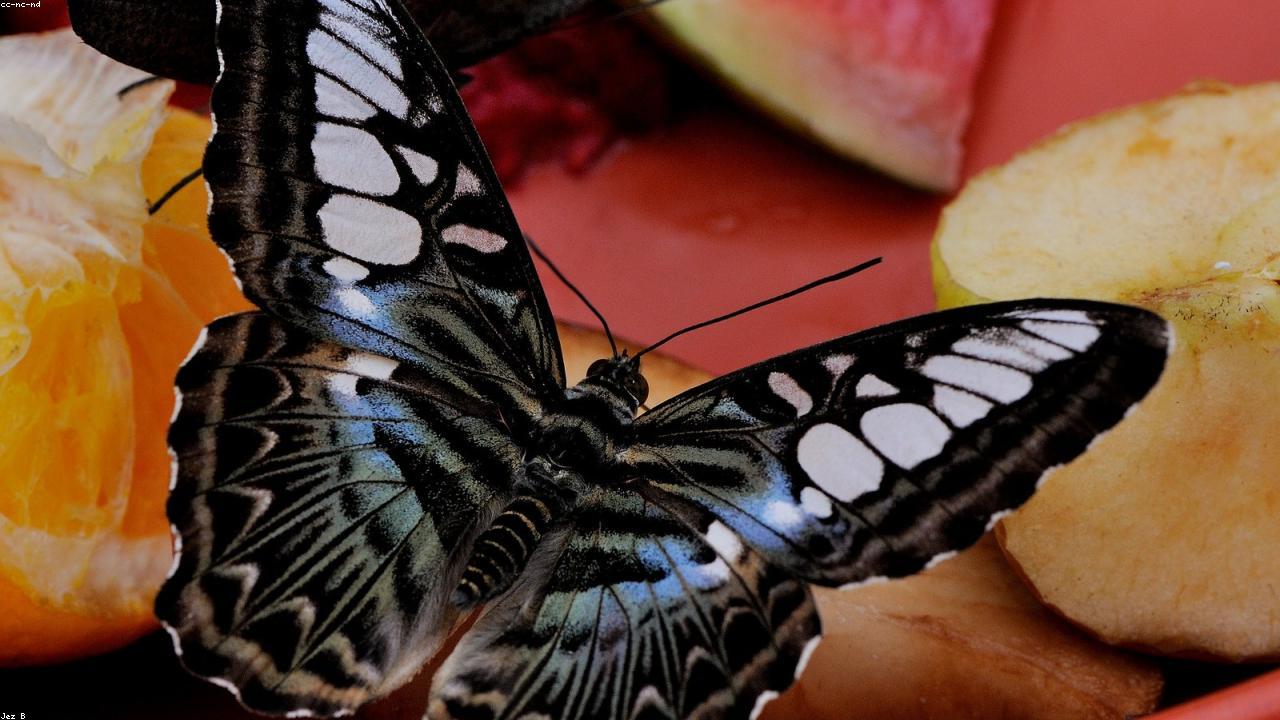 Tropical butterfly landed on a child's hand in the Pili Palas butterfly house