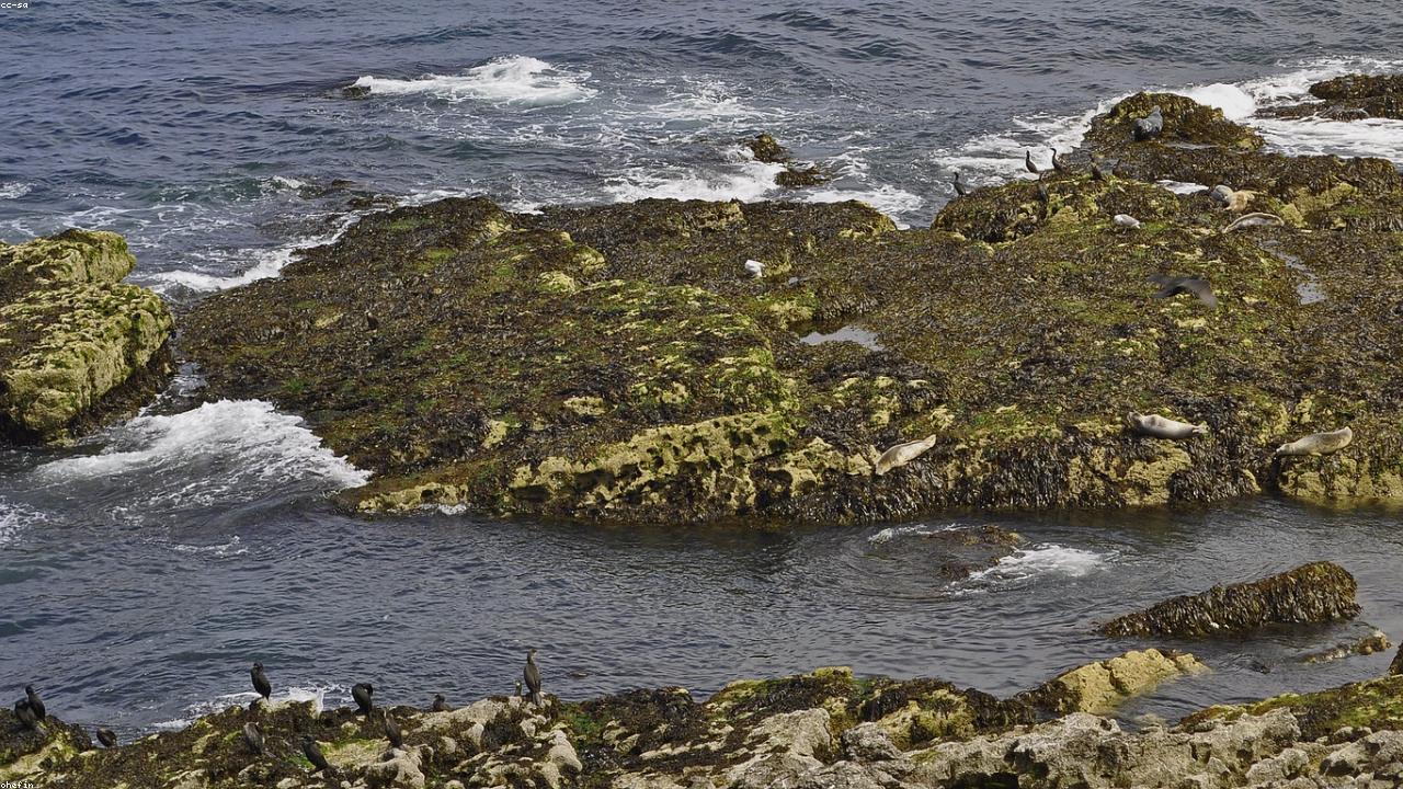 Puffin Island (Ynys Seiriol) from the water — a rocky green island with puffins visible on the cliff edges, grey seals hauled out on the rocks below, and the Great Orme headland visible in the distance across the strait